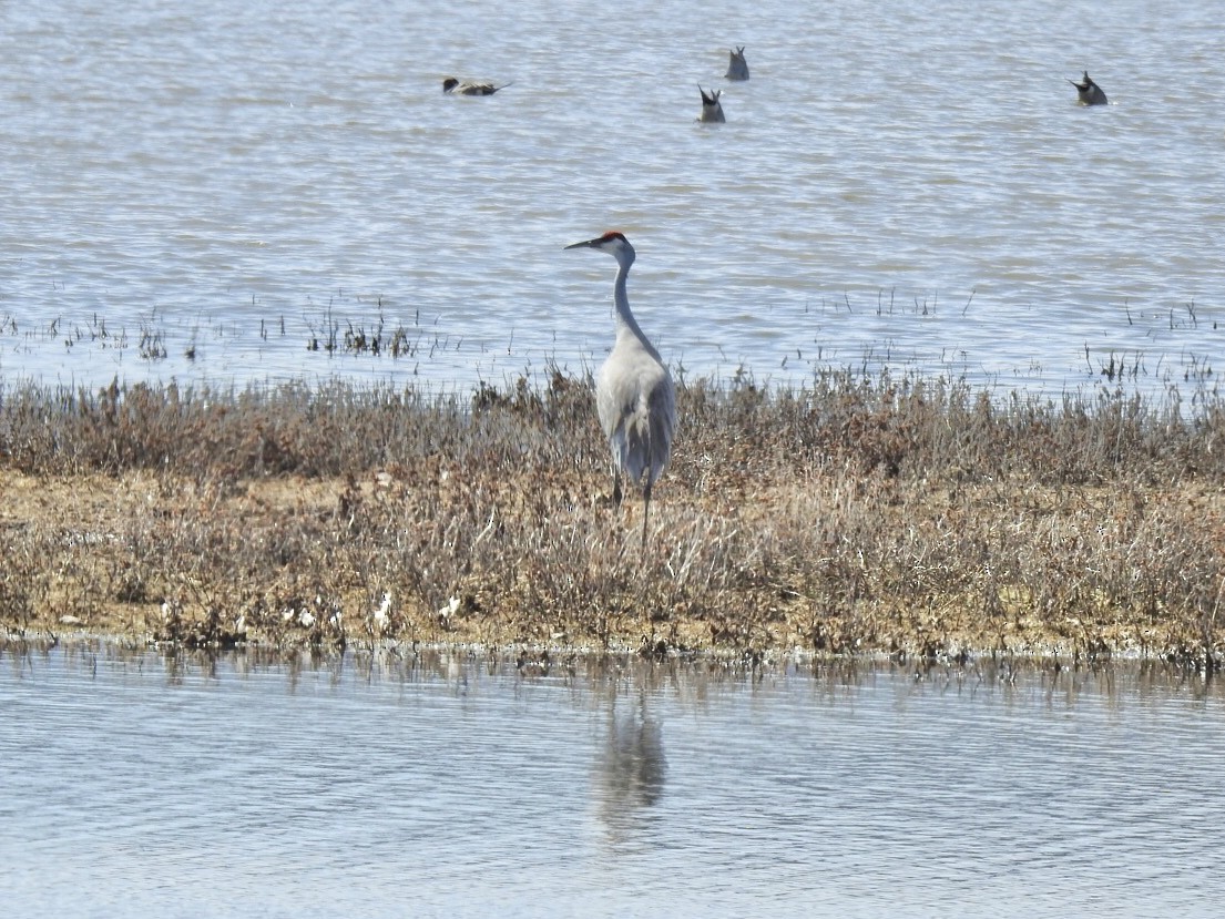 Grue du Canada - ML214932821
