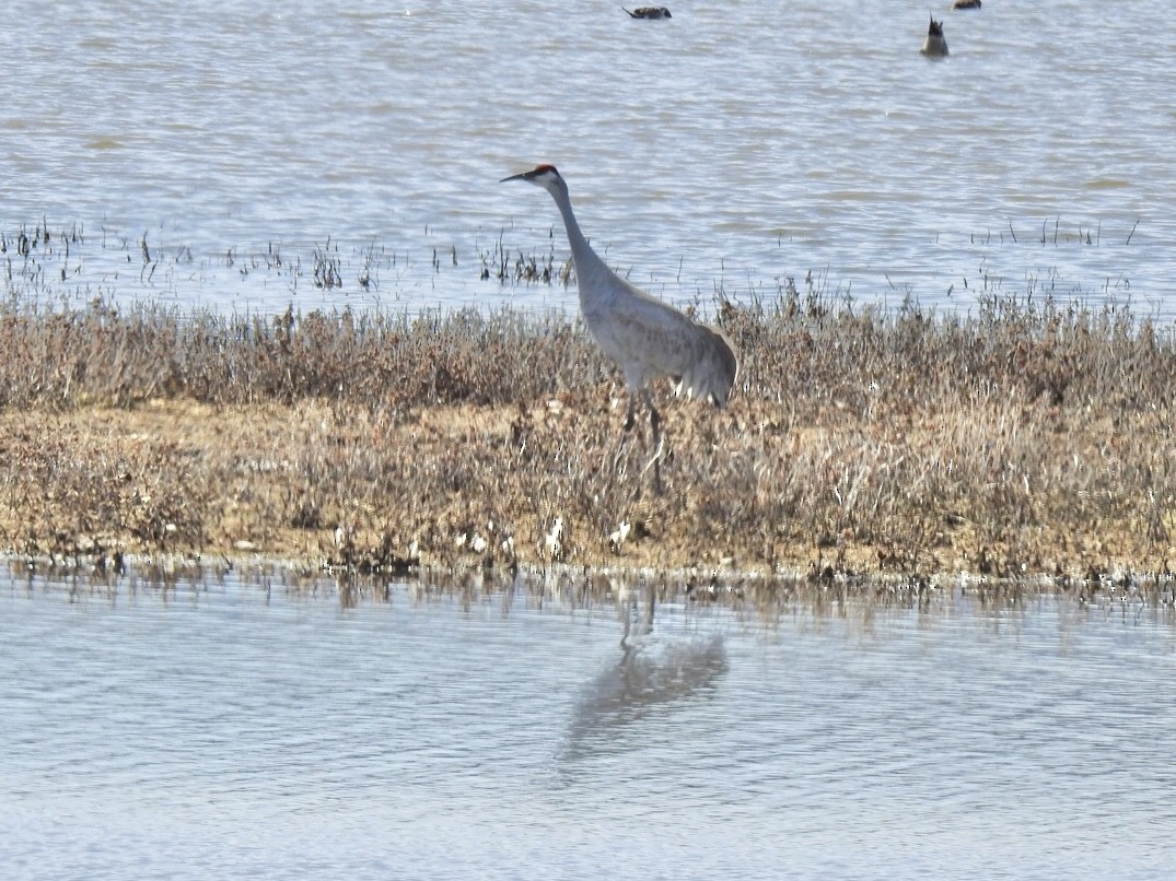 Grue du Canada - ML214932861