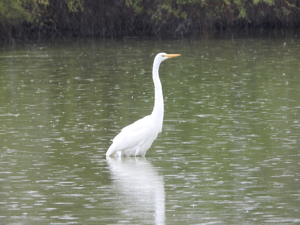 Snowy Egret - Diana  Medina