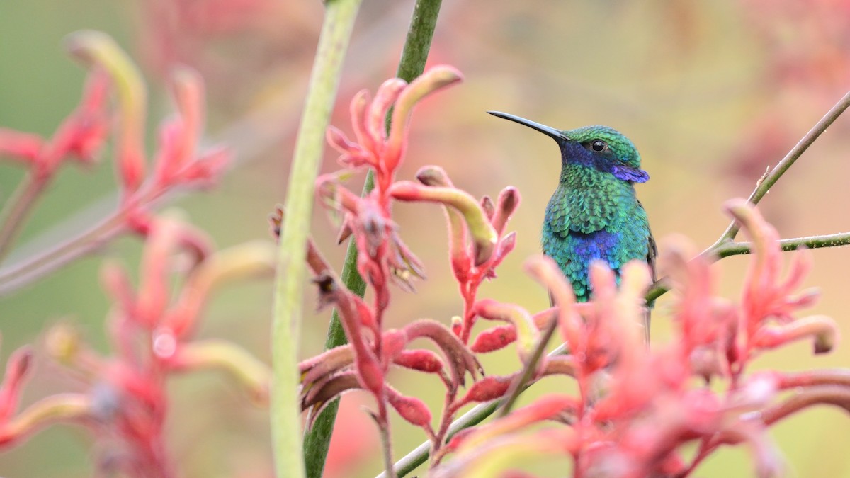 Sparkling Violetear - Miguel Aguilar @birdnomad