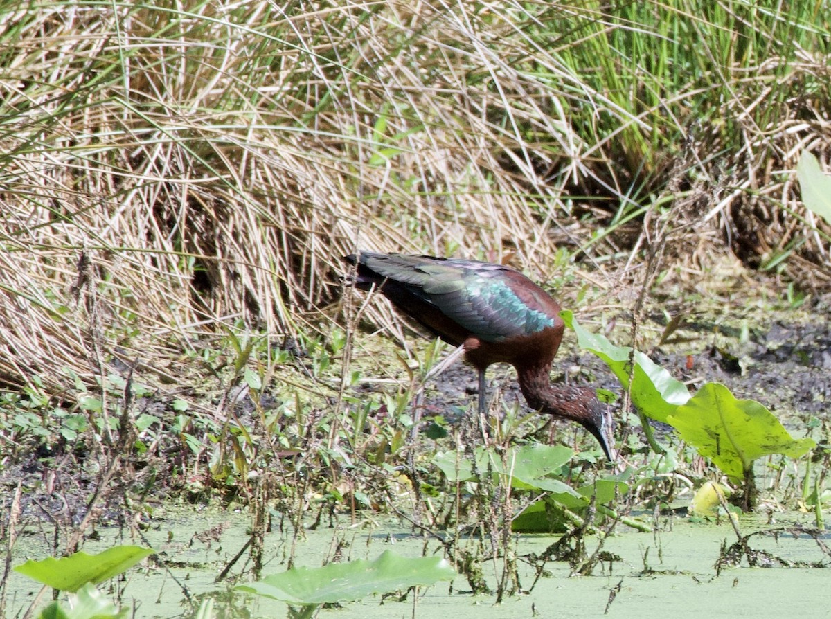 Glossy Ibis - wendy ambrefe