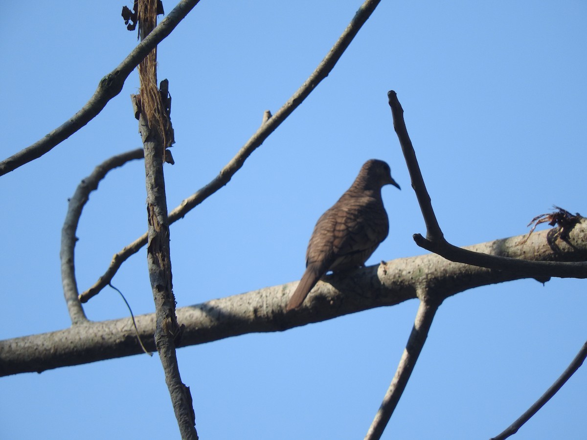 Inca Dove - Luis  Morales
