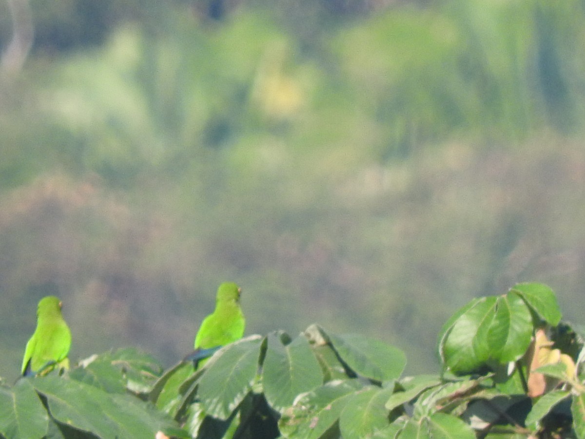 Orange-fronted Parakeet - Luis  Morales