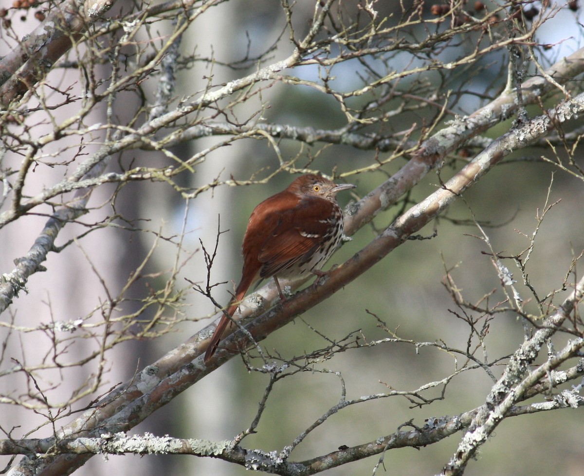 Brown Thrasher - Richard  Lechleitner