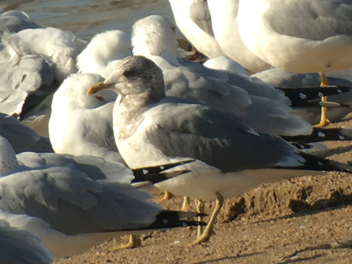 Short-billed Gull - ML214939151