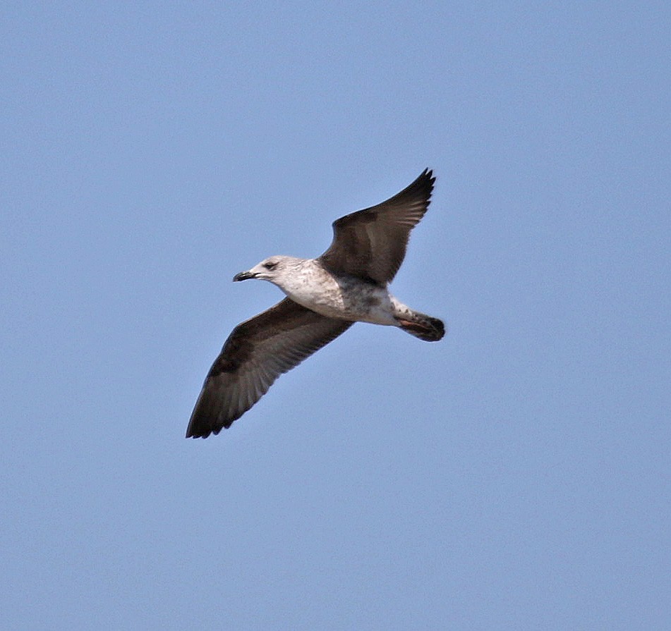 Lesser Black-backed Gull - ML214939181