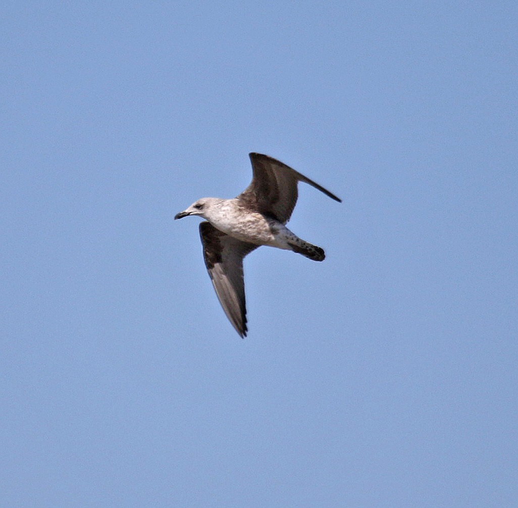 Lesser Black-backed Gull - ML214939211