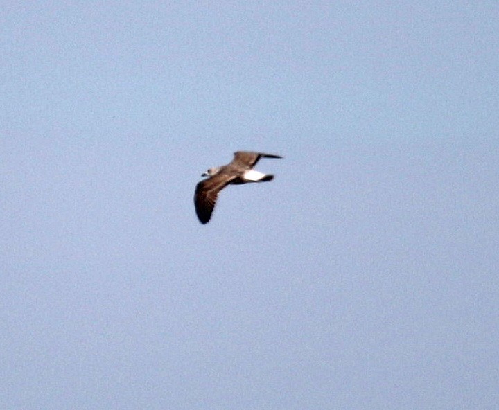 Lesser Black-backed Gull - Joe Grzybowski