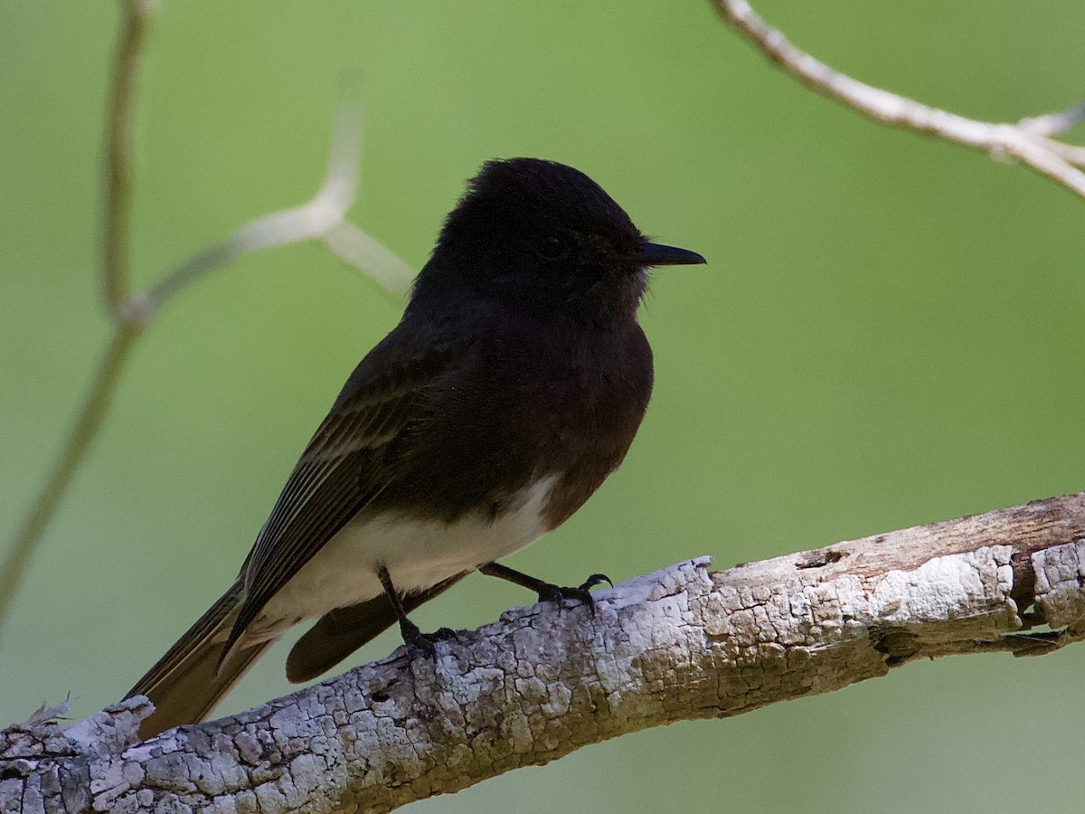 Black Phoebe - ML214939751