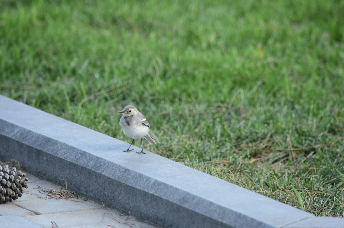 White Wagtail - Adolfo Castro