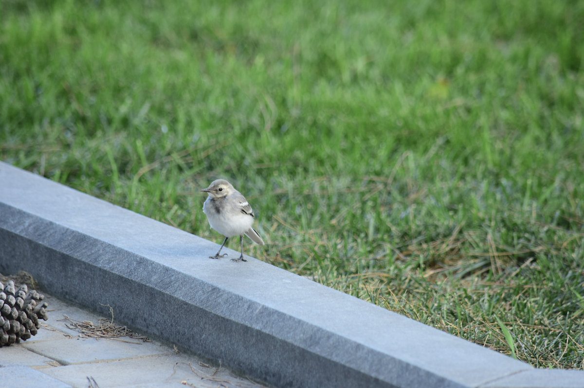 White Wagtail - ML214940511