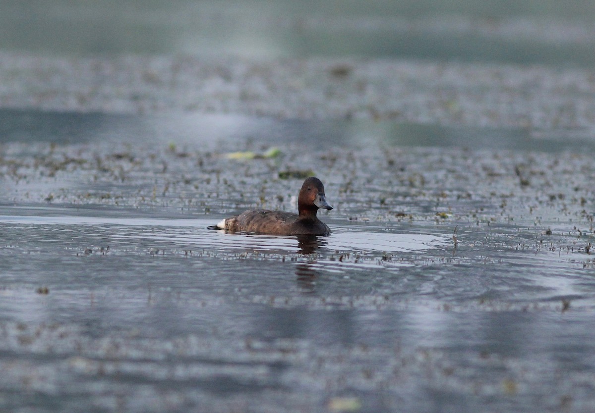 Ferruginous Duck - Matt Yawney