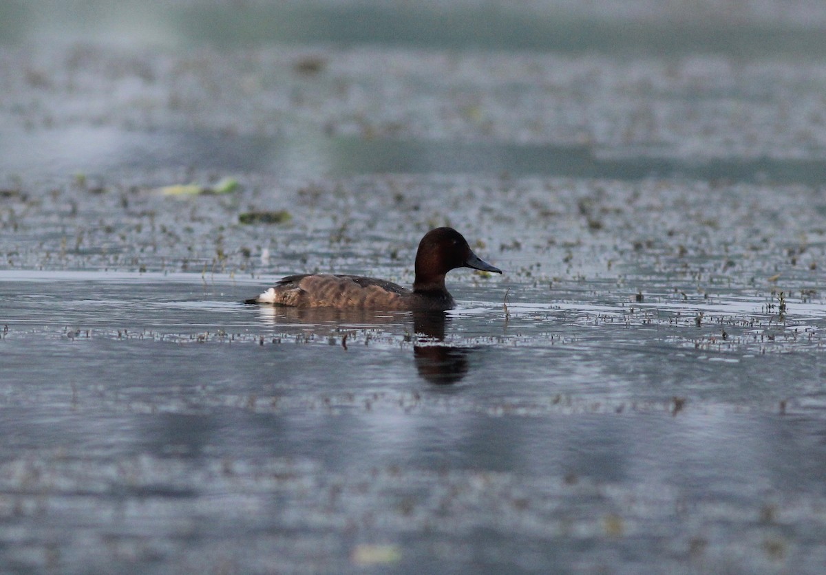 Ferruginous Duck - Matt Yawney