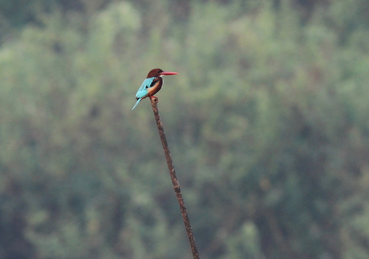 White-throated Kingfisher - ML214941961