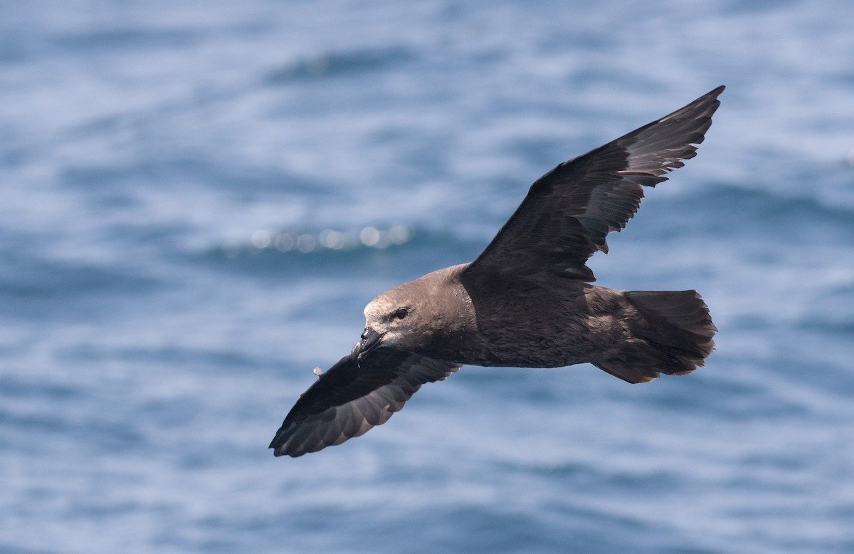 Gray-faced Petrel - Chris Barnes