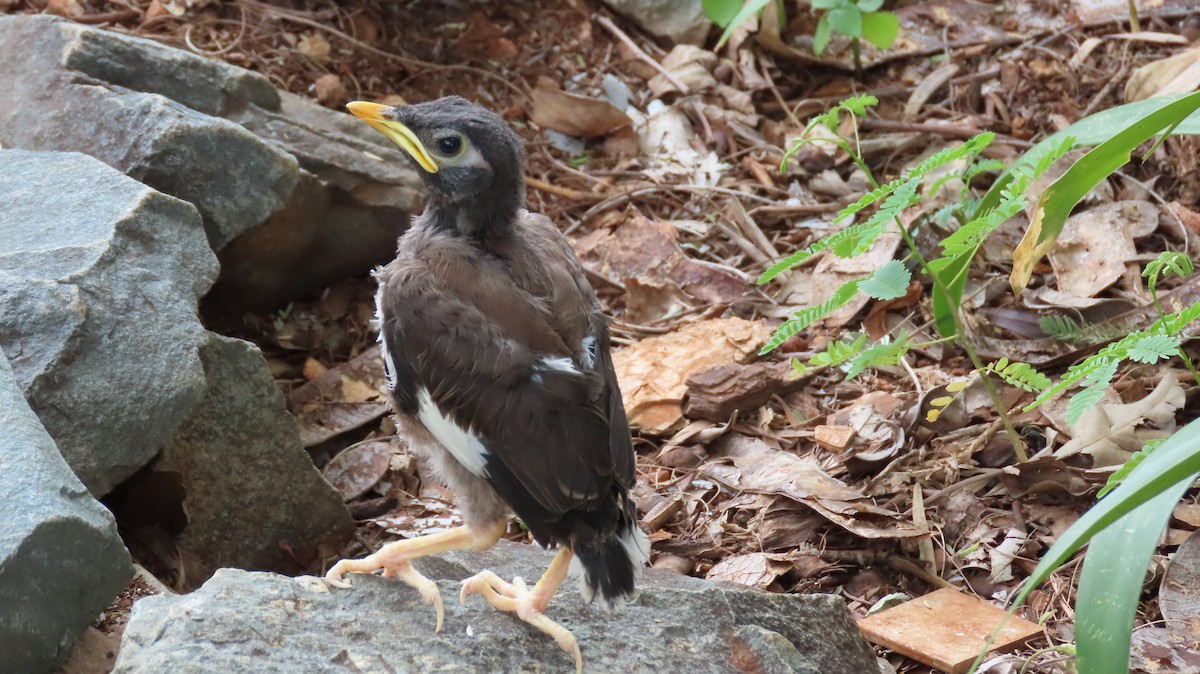 Common Myna - Shane Dollman