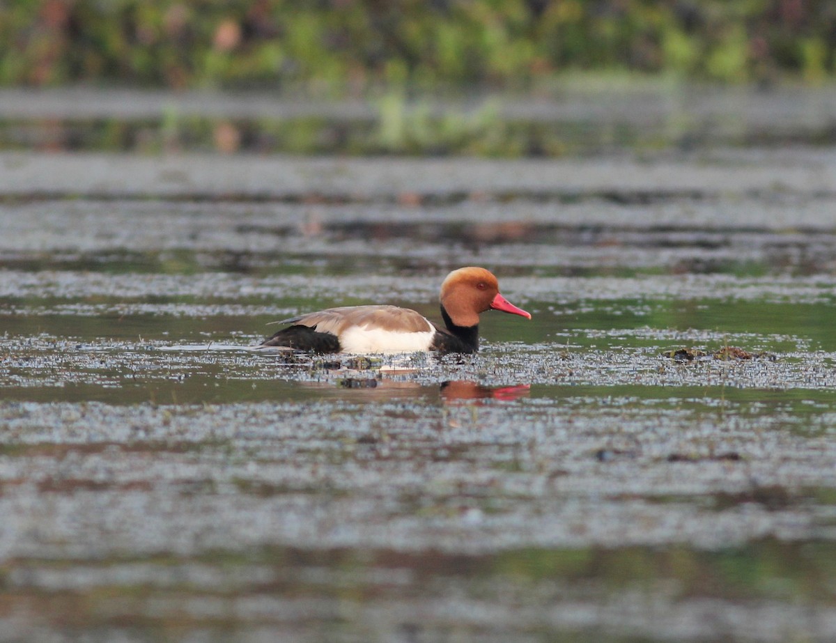 Red-crested Pochard - ML214943581