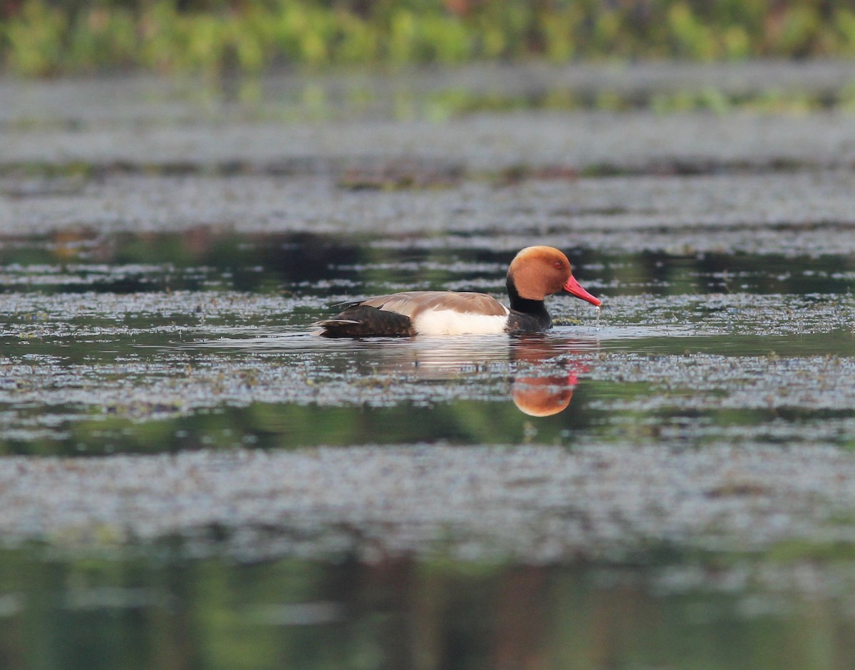 Red-crested Pochard - ML214943601