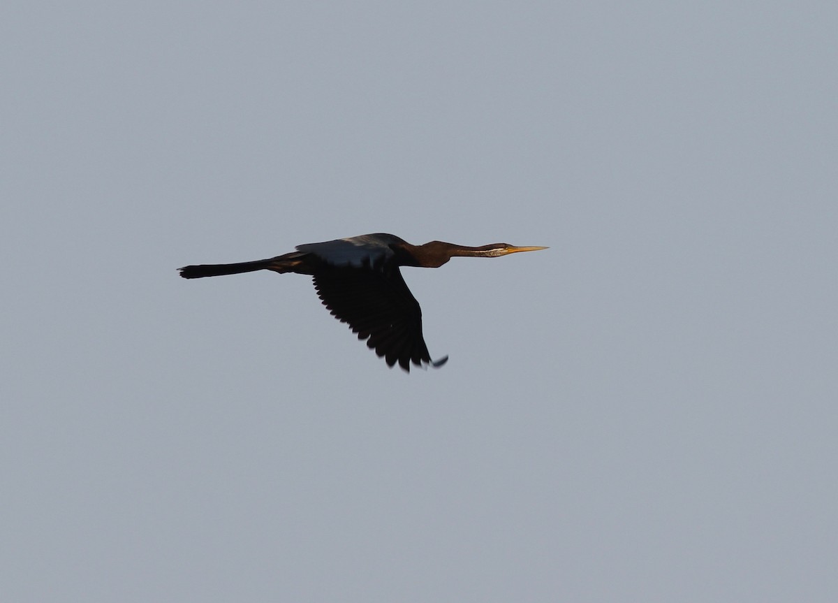 Anhinga Asiática - ML214943911