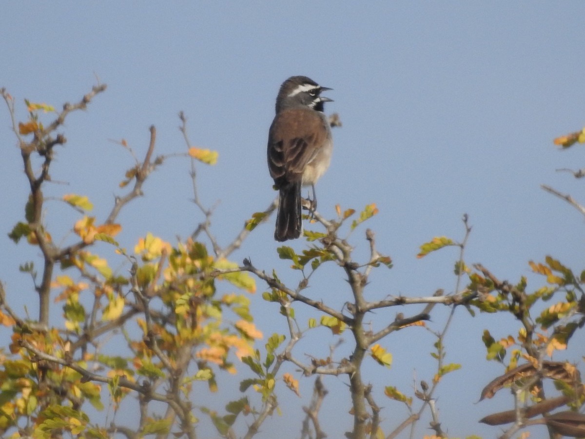 Black-throated Sparrow - Gayle Bachert