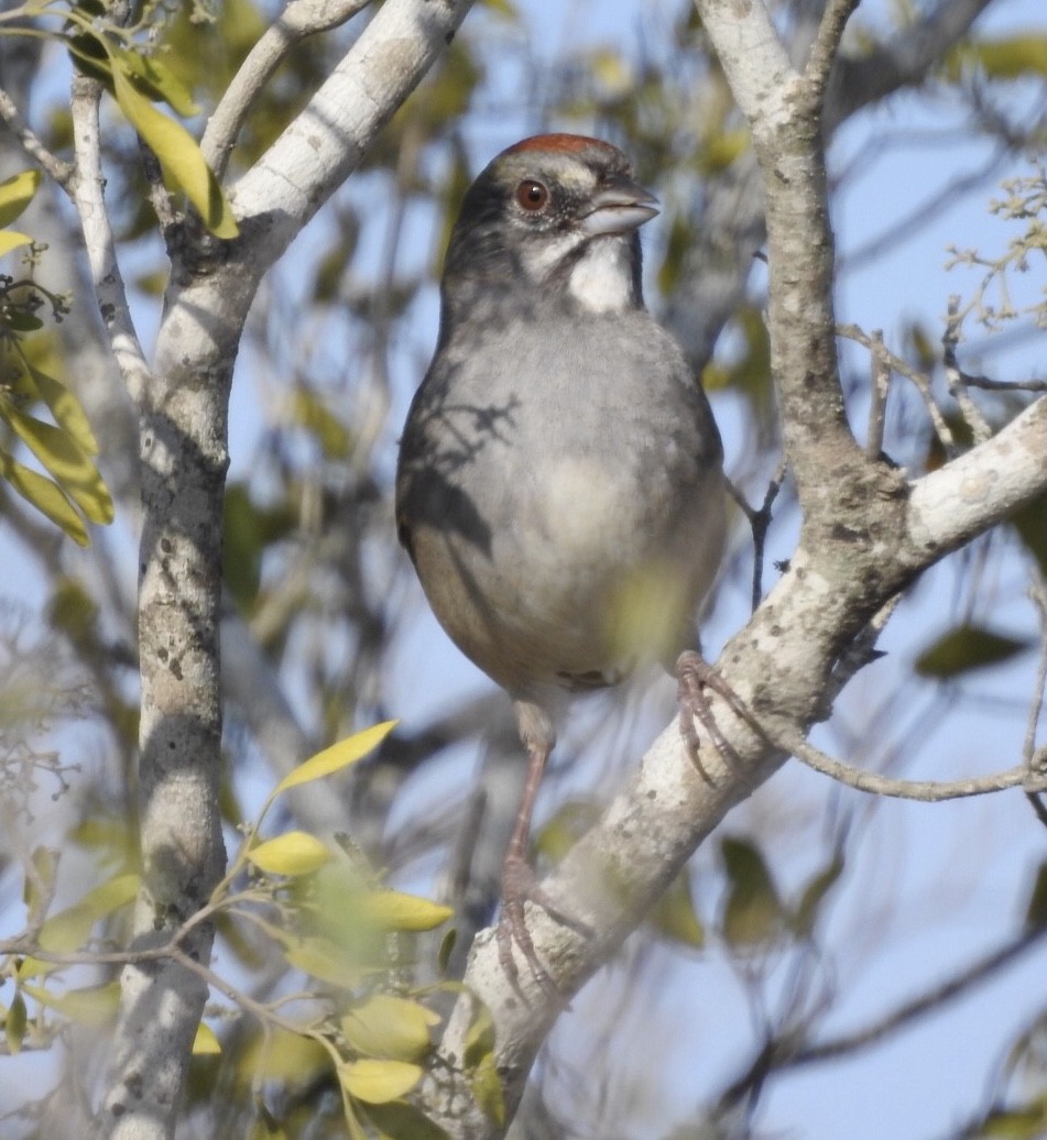 Green-tailed Towhee - ML214946511