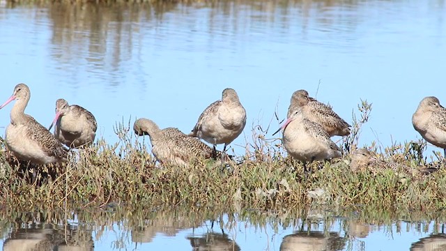 Marbled Godwit - ML214946941