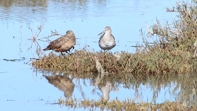 Willet (Western) - ML214946981