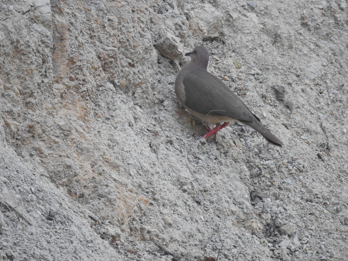 White-tipped Dove - ML214947571