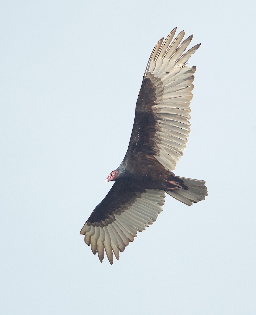 Turkey Vulture - ML214947621