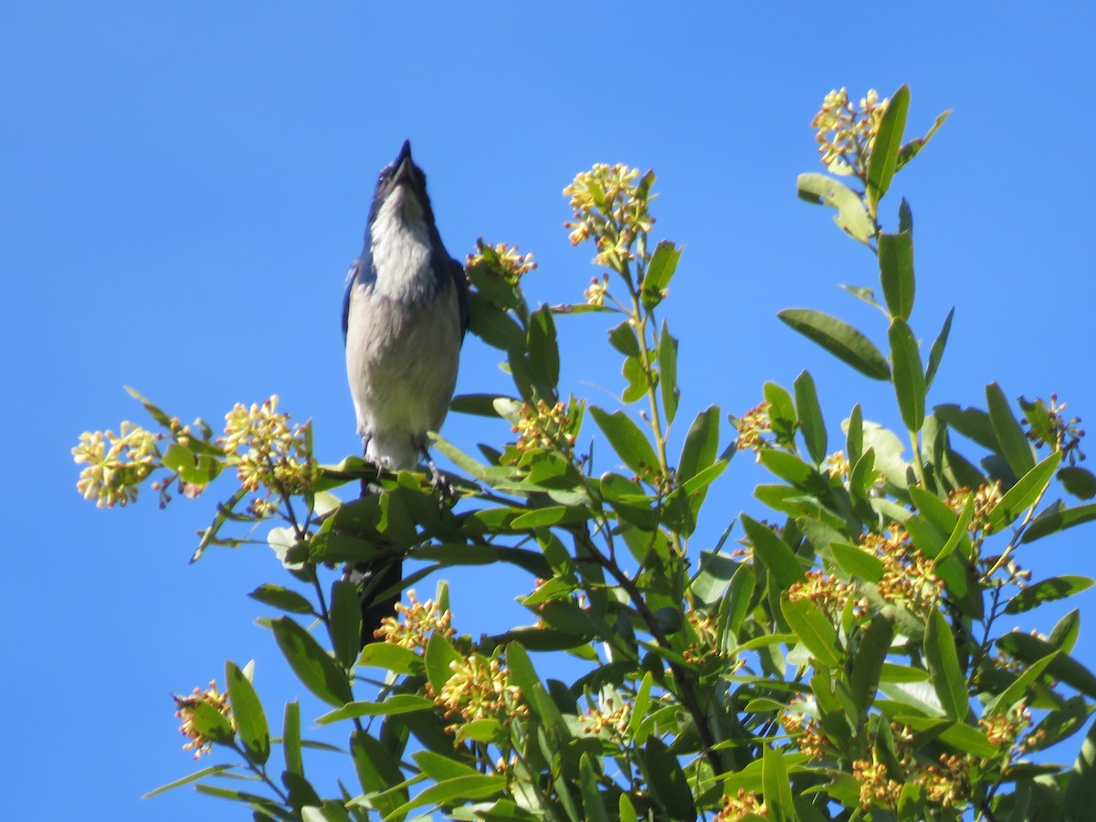 California Scrub-Jay - ML214947891