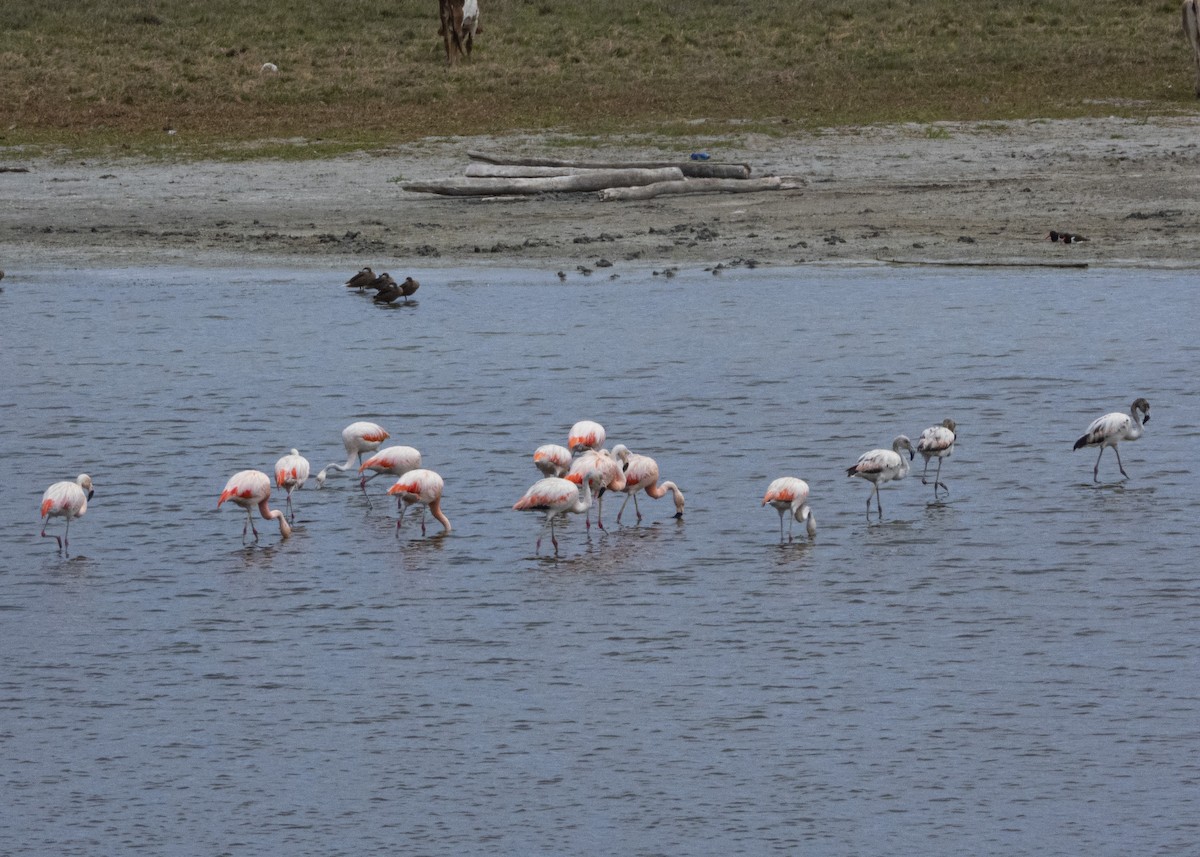 Chilean Flamingo - ML214948891