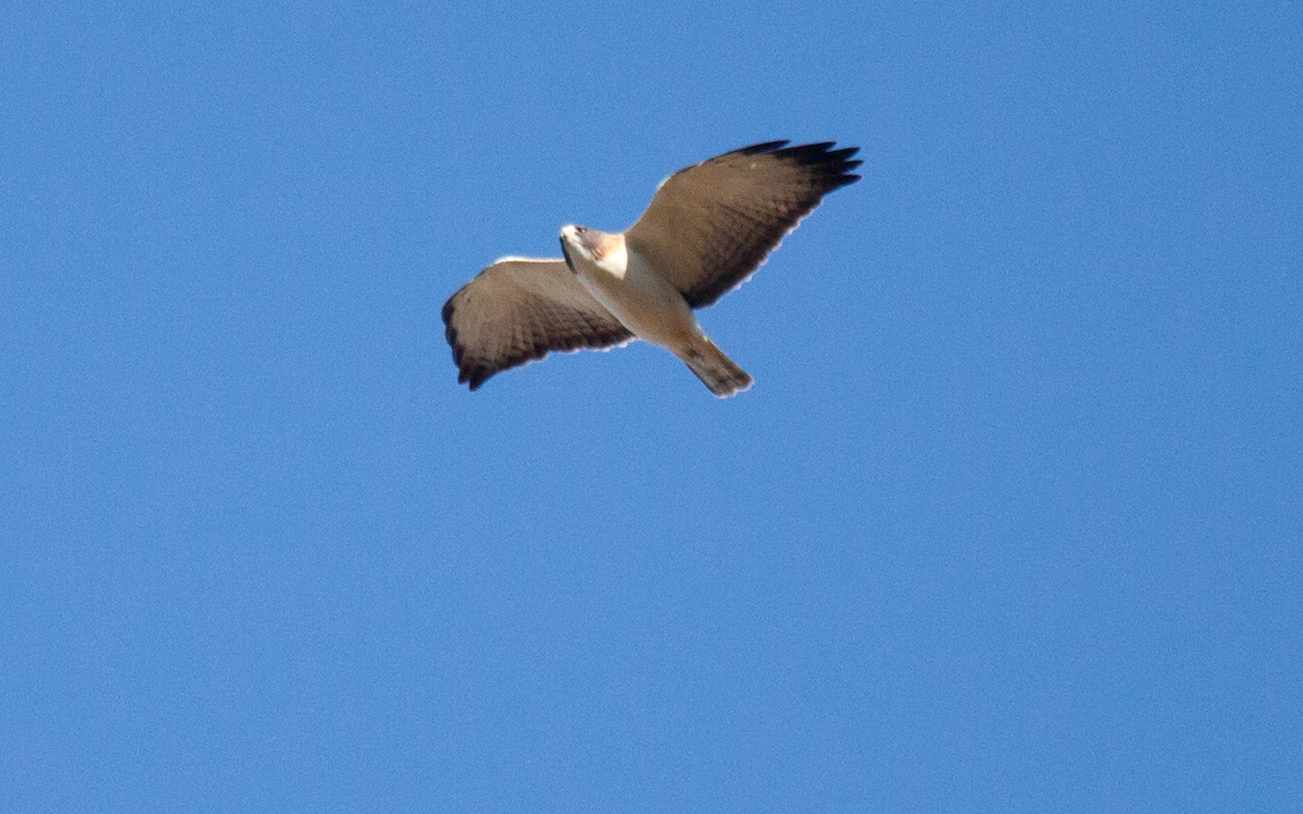 White-tailed Hawk - Yarky Moguel