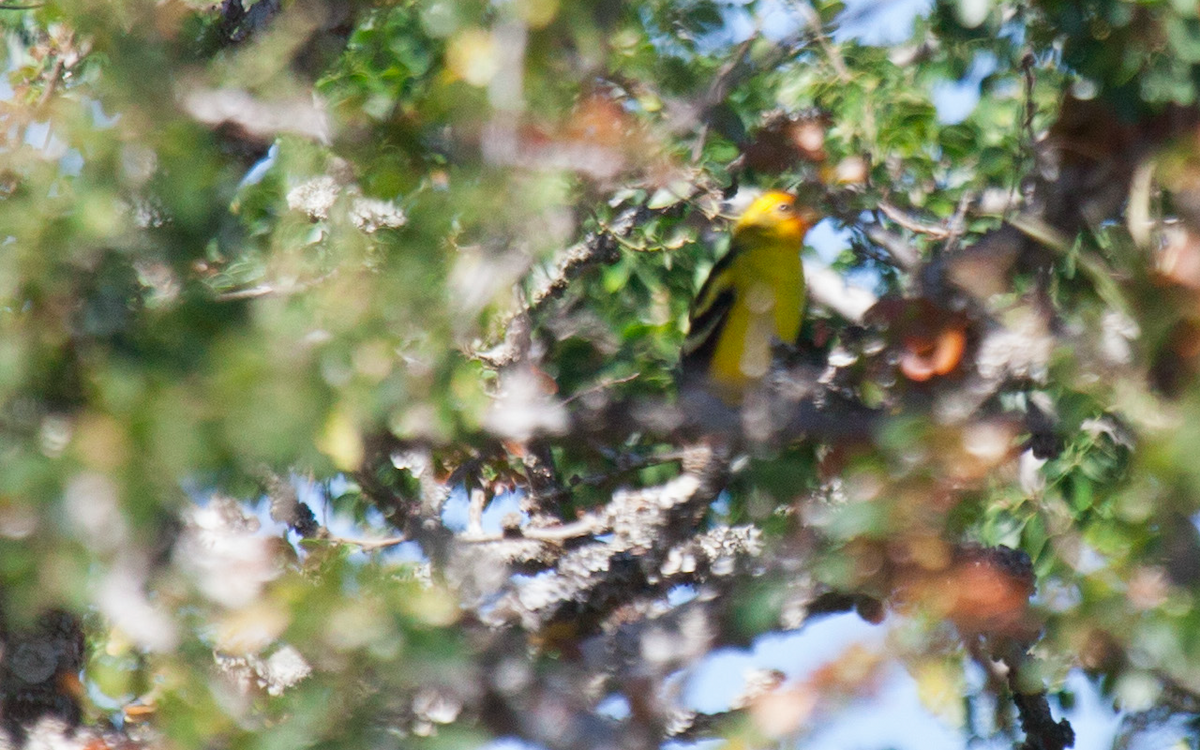 Western Tanager - Yarky Moguel