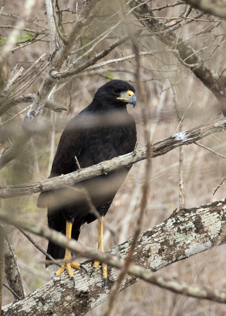 Great Black Hawk - ML214949771