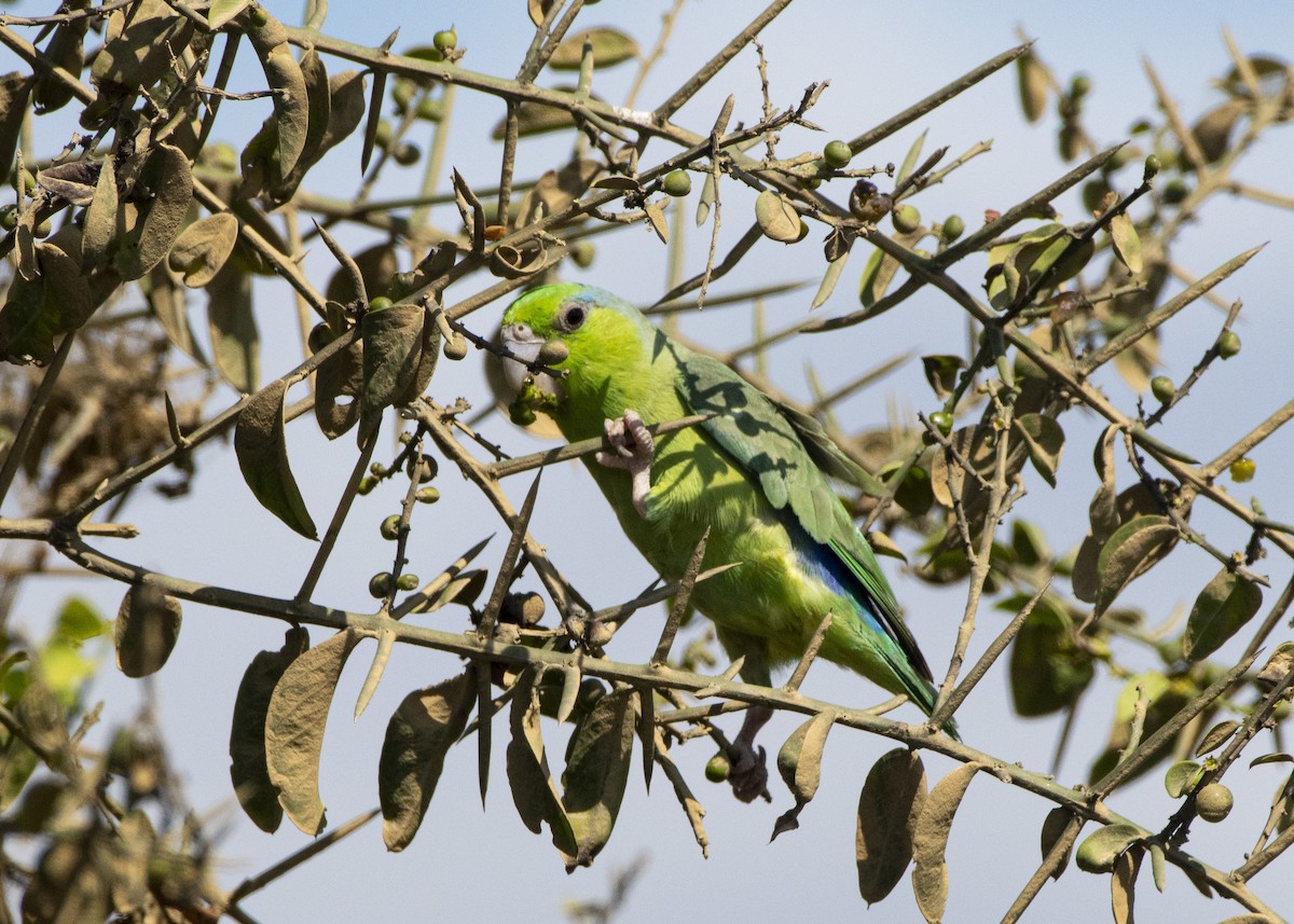 Pacific Parrotlet - ML214949991