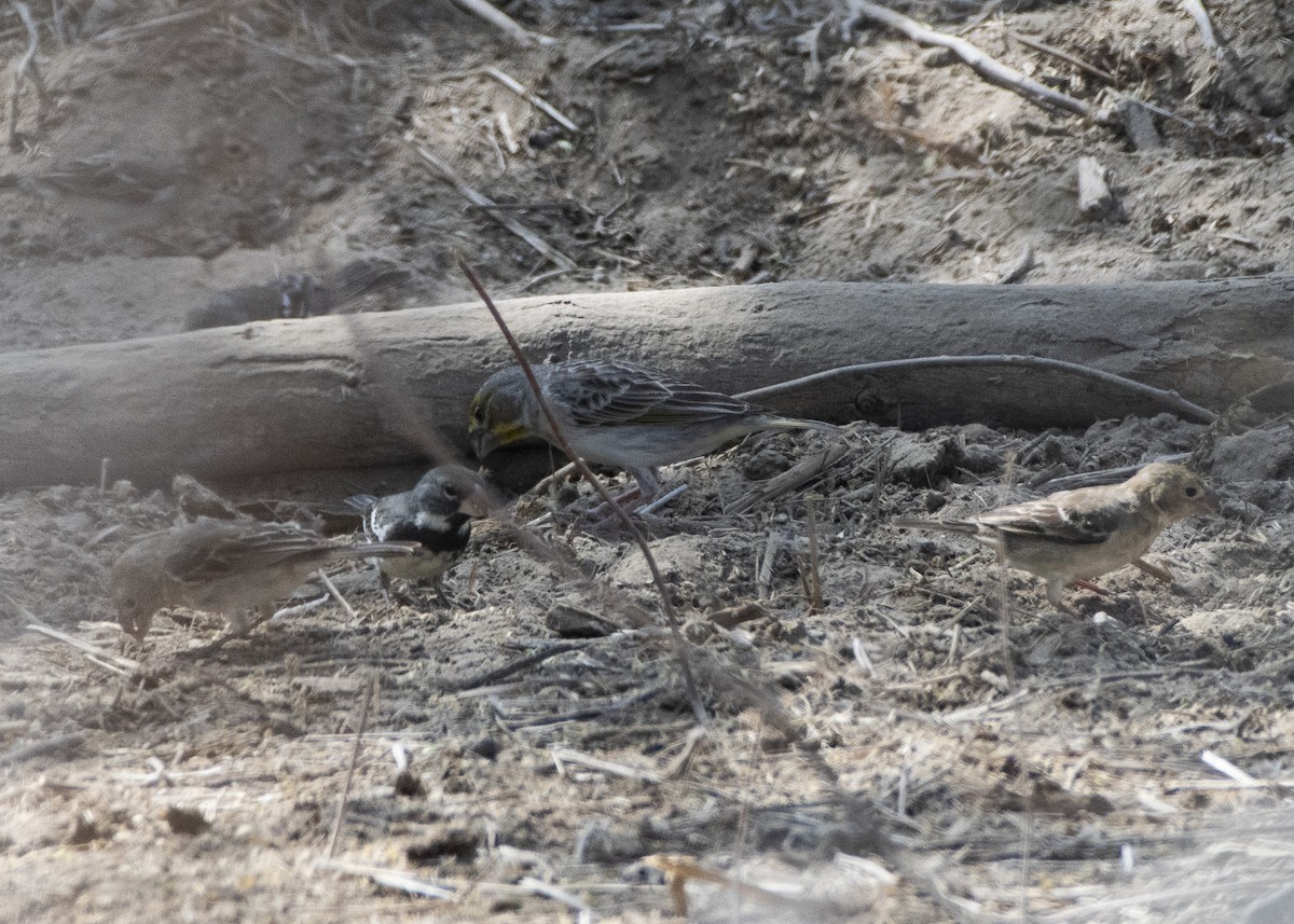 Sulphur-throated Finch - ML214950051