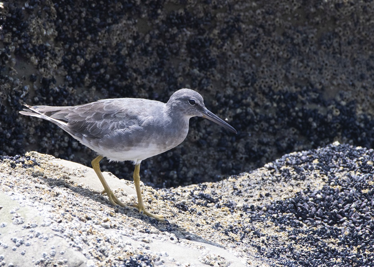 Wandering Tattler - ML214950071