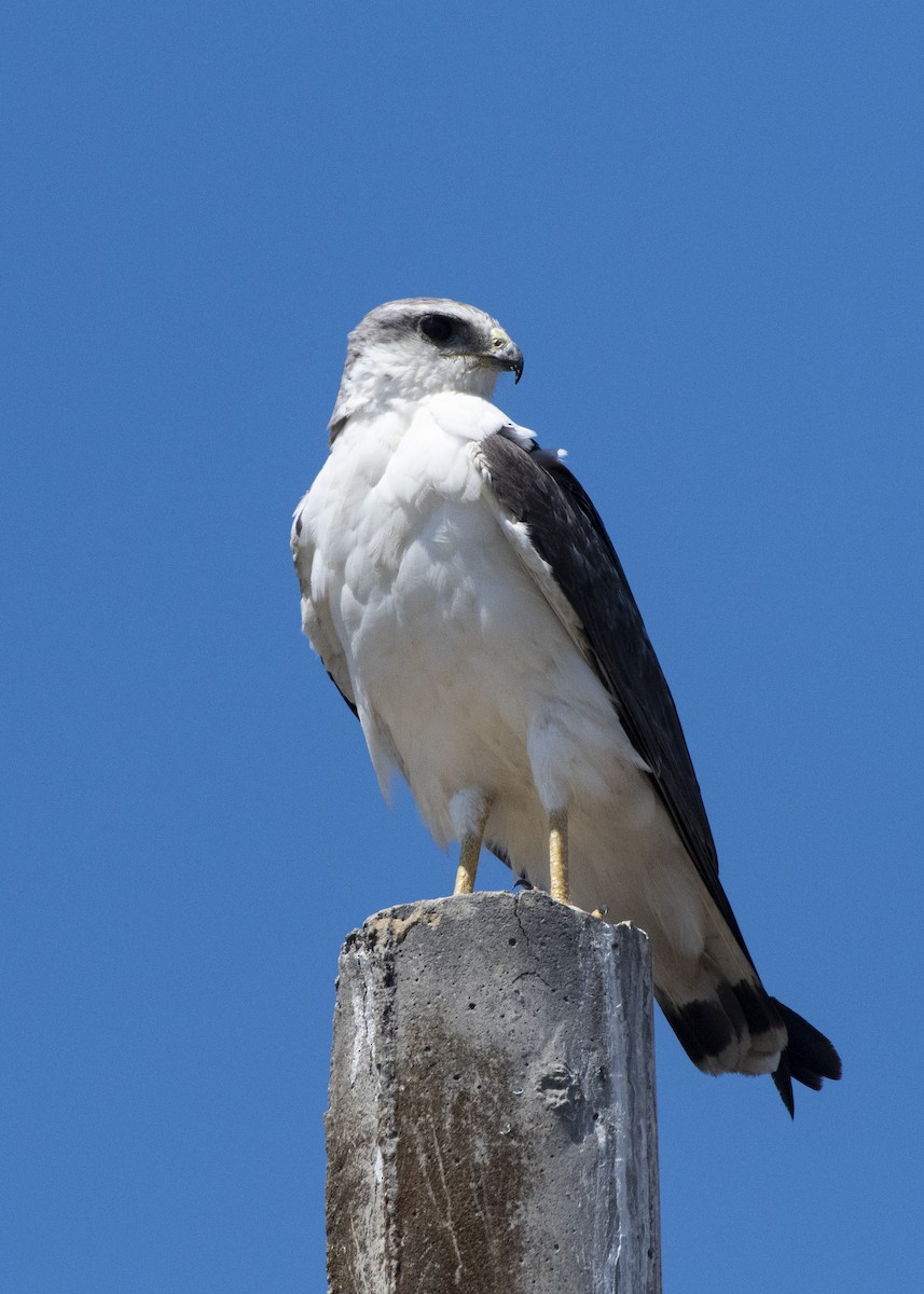 Variable Hawk - ML214950081