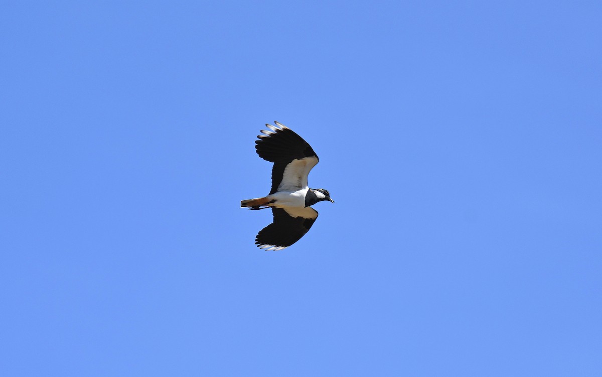 Northern Lapwing - Kat Byrd