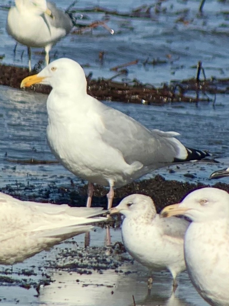 Goéland argenté - ML214950521