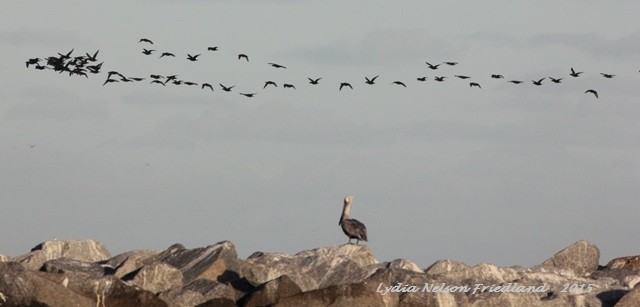 Black Scoter - ML21495261