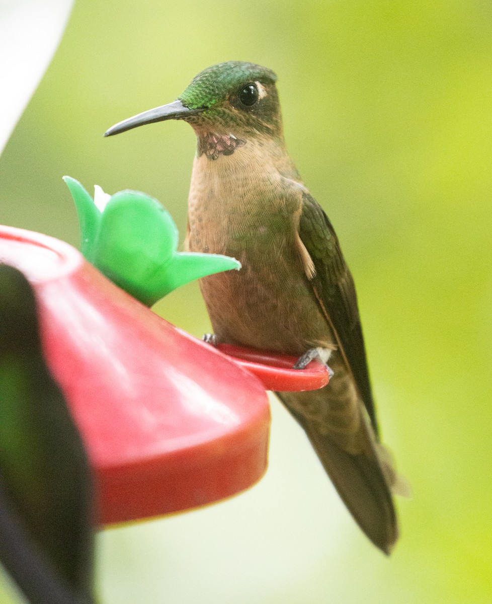 Fawn-breasted Brilliant - ML214952891