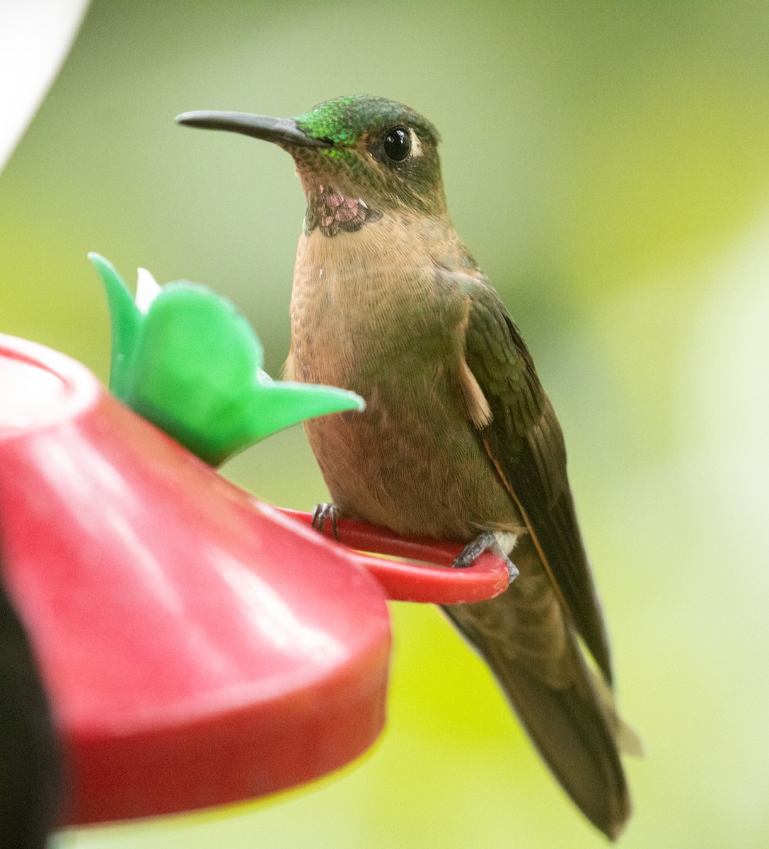 Fawn-breasted Brilliant - ML214952901