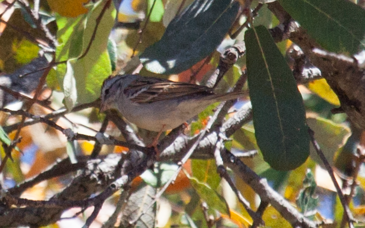 Chipping Sparrow - Yarky Moguel