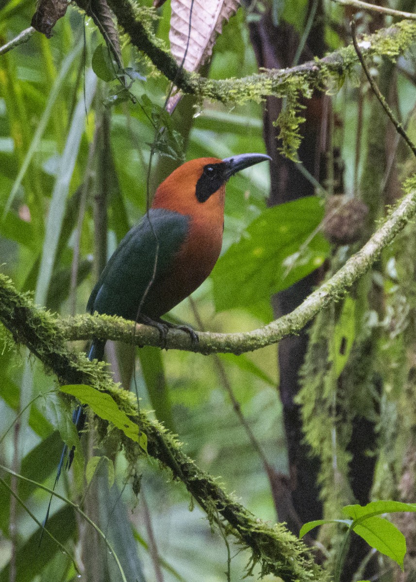 Rufous Motmot - ML214953491