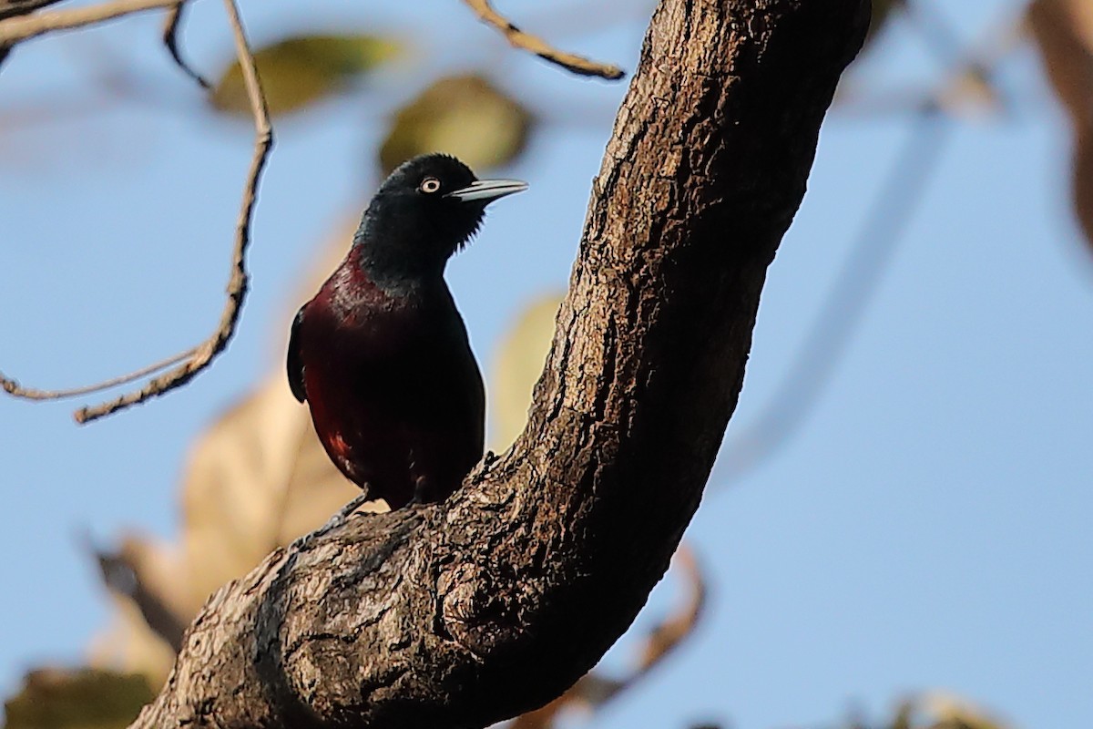 Maroon Oriole - ML214954091