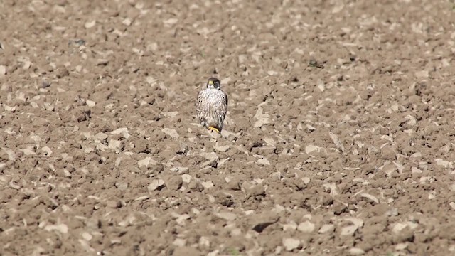 ハヤブサ（亜種 アメリカハヤブサ） - eBird