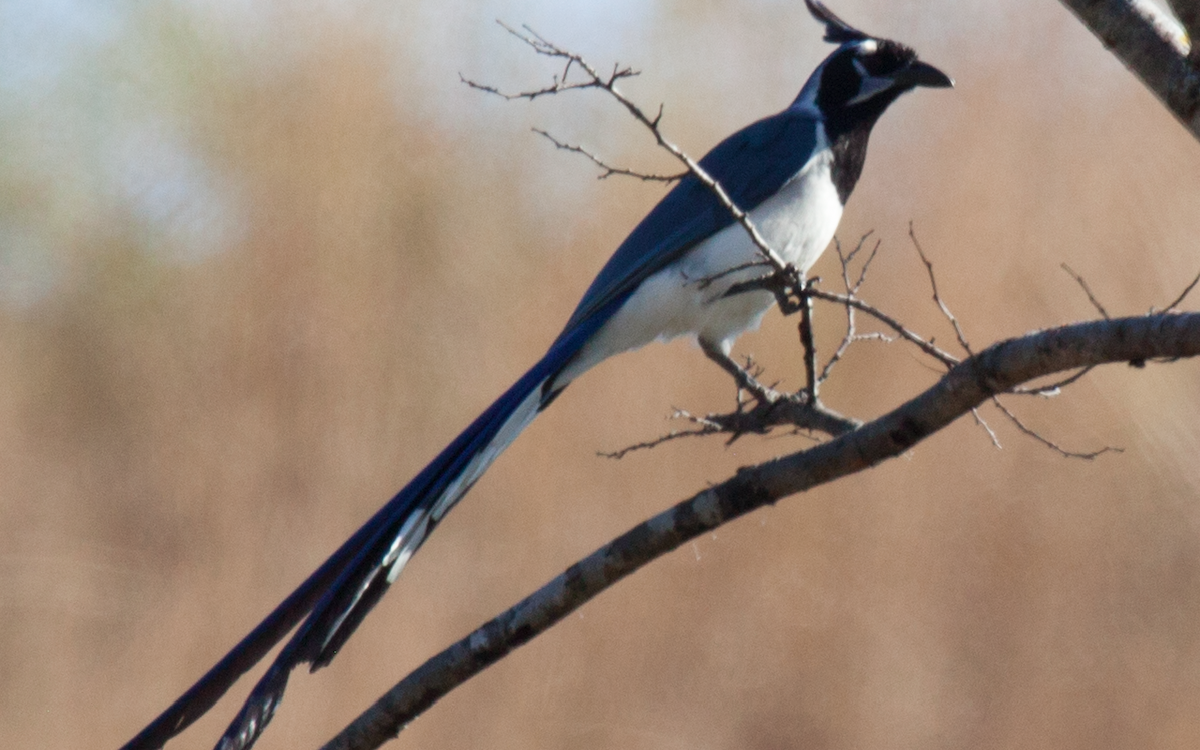 Black-throated Magpie-Jay - Yarky Moguel