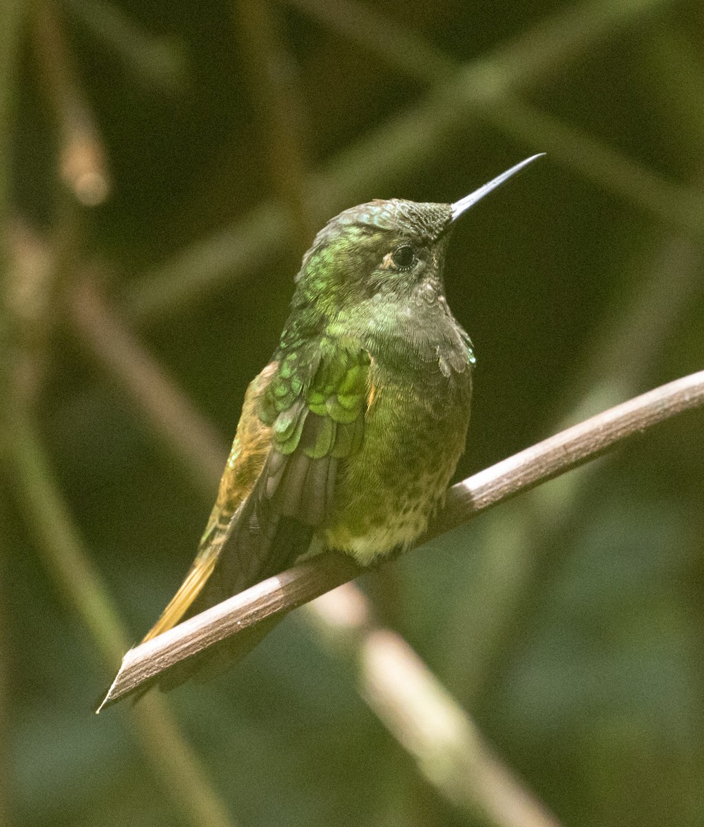 Buff-tailed Coronet - Joe Aliperti