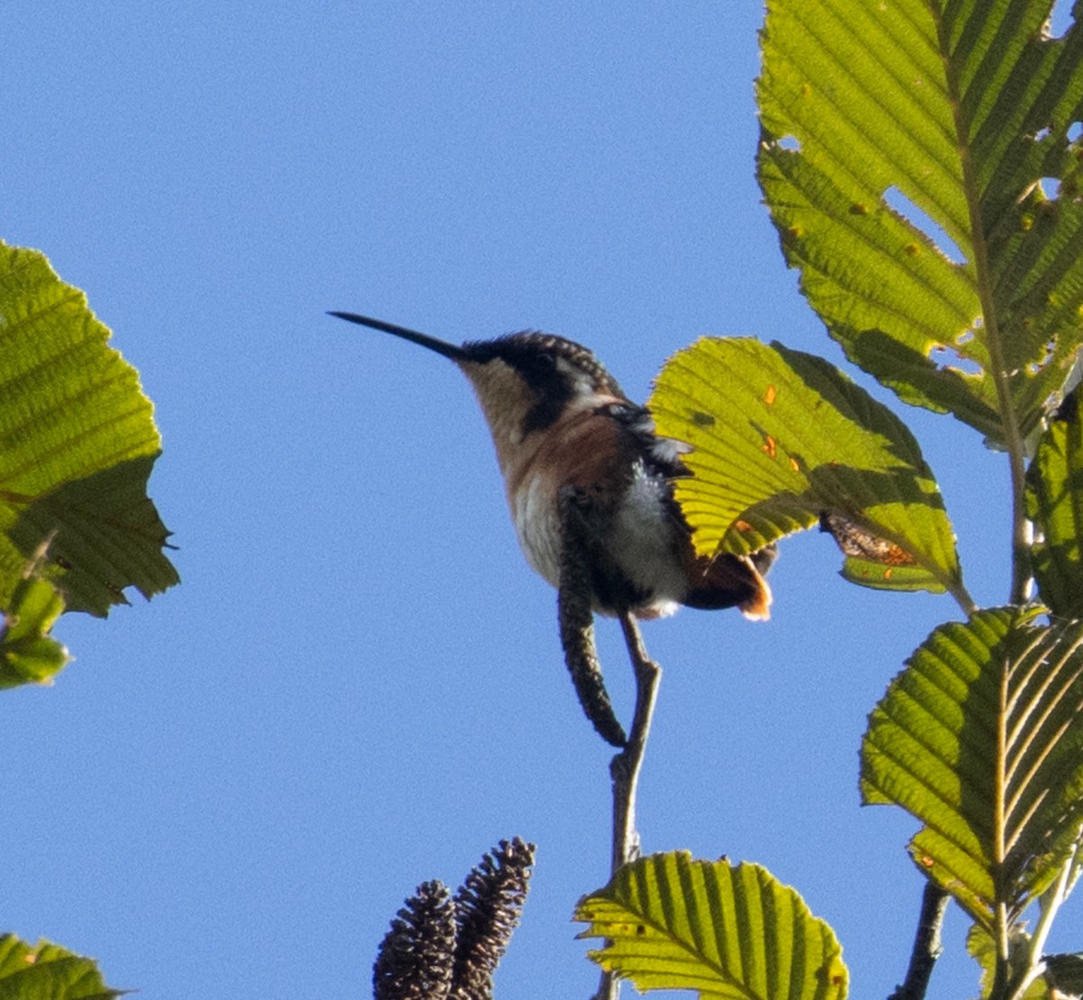 White-bellied Woodstar - Joe Aliperti